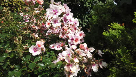 Rosas-Rosadas-Y-Blancas-Siendo-Azotadas-Por-El-Viento-En-Un-Jardín-Inglés