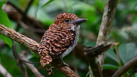 Un-Martín-Pescador-De-árboles-Y-Una-De-Las-Aves-Más-Hermosas-Que-Se-Encuentran-En-Tailandia-Dentro-De-Las-Selvas-Tropicales