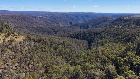 drone camera smoothly pans across dense eucalyptus forest and rolling mountain ridges under clear blue sky, capturing expansive wilderness in bright daylight
