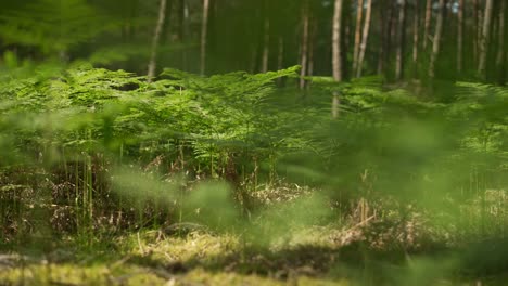 fern plants growing on forest floor, young woodland plants, rising view