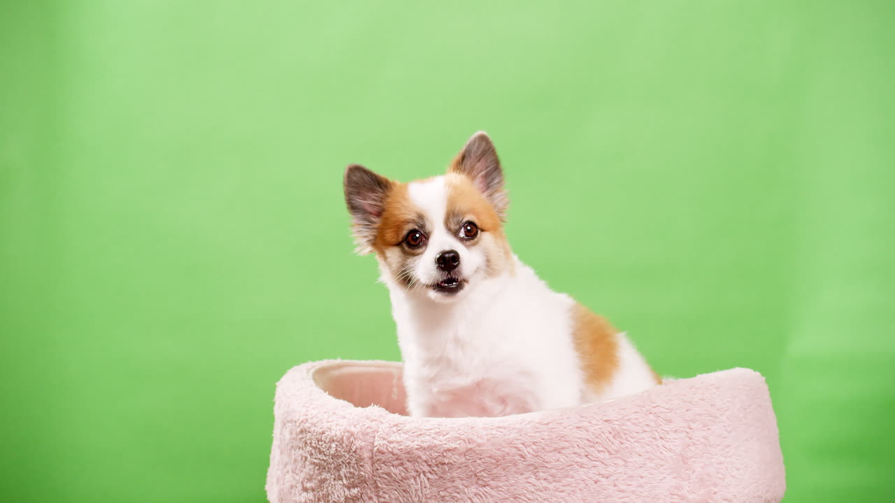 retrato del lindo cachorro esponjoso de pomeranian spitz