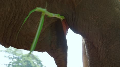 close up of gray elephant eating and chewing bamboo stalk using trunk, thailand