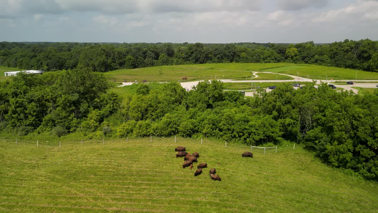 ascenso aéreo de una manada de búfalos en darby creek metro park, ohio