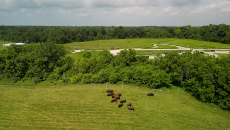 Aerial-ascent-of-buffalo-herd-at-Darby-Creek-Metro-Park,-Ohio