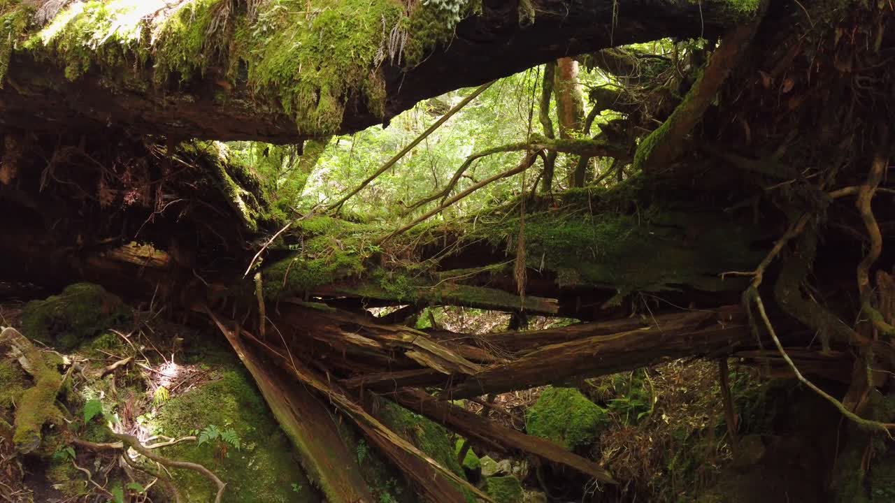 árboles de cedro en descomposición en el bosque de mononoke, isla de yakushima