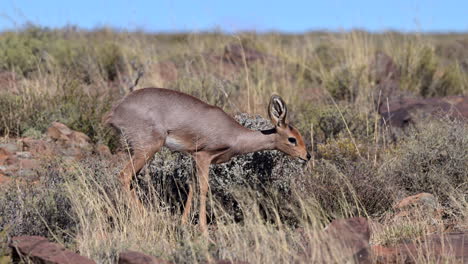 hembra de steenbok caminando por las rocas alimentándose de arbustos