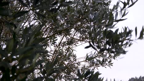 closeup of willow trees in woodland forest moving and blowing in a strong windy gale in rural countryside