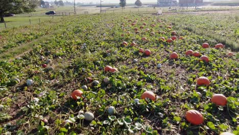 drone de inclinación aérea rápida disparado sobre el campo de calabaza, revelando la granja y los edificios amish, lancaster, pensilvania, estados unidos
