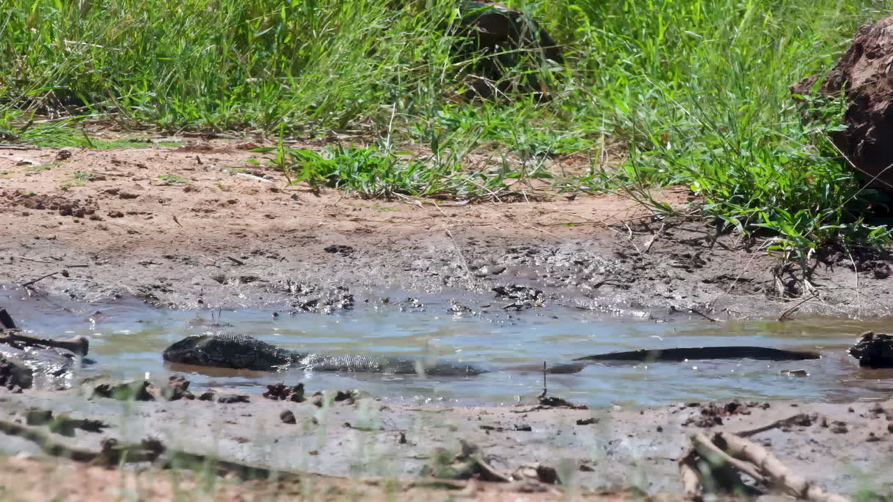 A wild Nile monitor lizard eats a freshly caught fish in a muddy riverbank