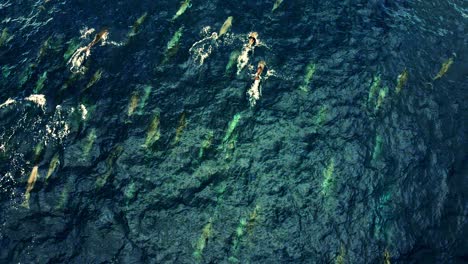 large group of spinner dolphins swimming together near the ocean surface - aerial shot