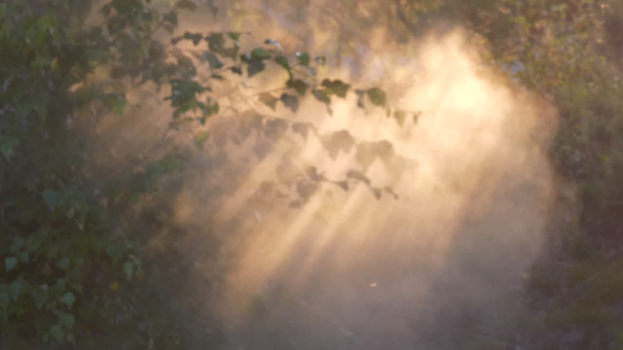 облако тумана проходит сквозь листву леса с лучами солнечного света