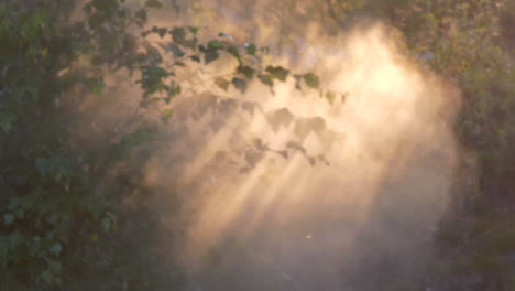 Cloud-of-mist-passes-through-forest-leaves-with-beams-of-sunlight