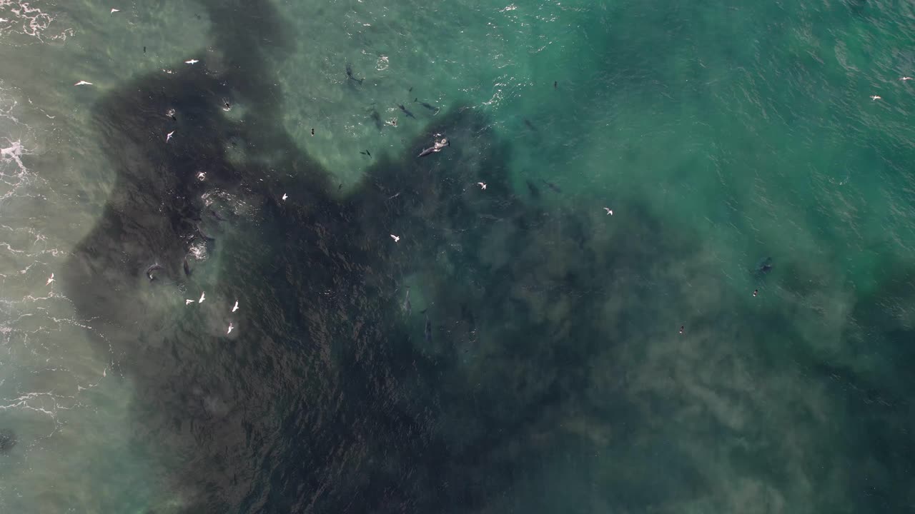 Bottlenose Dolphins Hunting Fish At Broken Head NSW - Byron Region - Australia