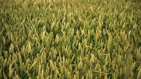 sliding shot of green farmland of common wheat in the early summer