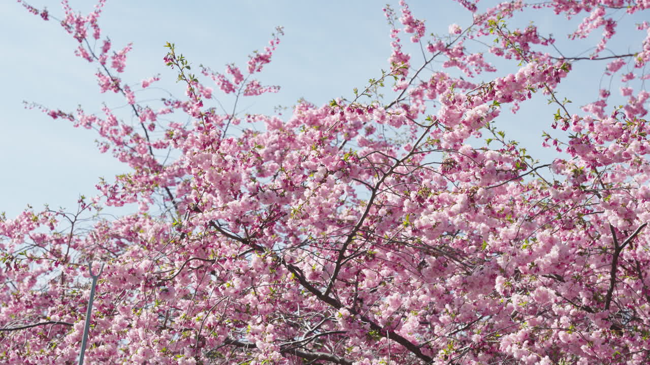 Fine opptak av rosa blomster som driver i vinden.