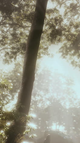 a close up of a tree trunk in a foggy forest