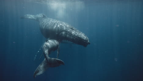 Sleeping-Beauties,-Underwater-View-Of-Humpback-Whales-Nursing-And-Resting-In-The-Warm,-Sunlit-Waters-Of-Vava'u-In-The-Kingdom-Of-Tonga