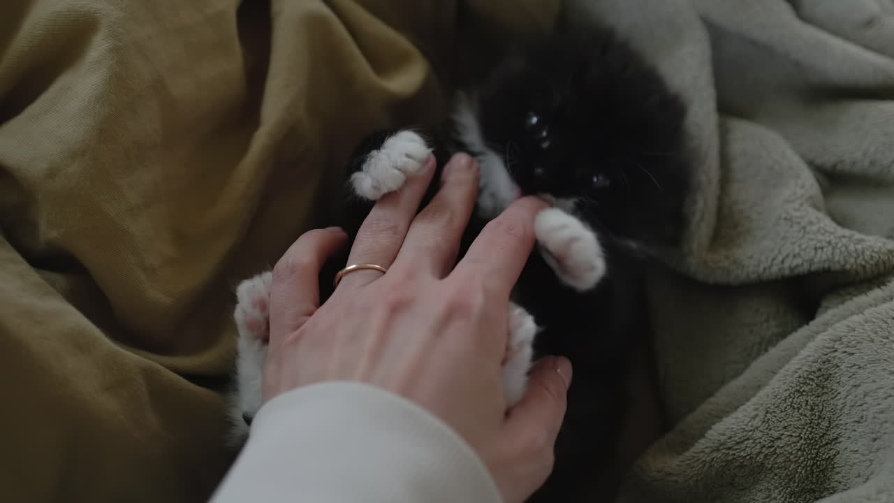 A cute black kitten playing with a hand