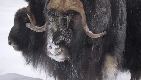 gentle giant musk ox with a snow-spattered snout among the herd - portrait medium close up shot