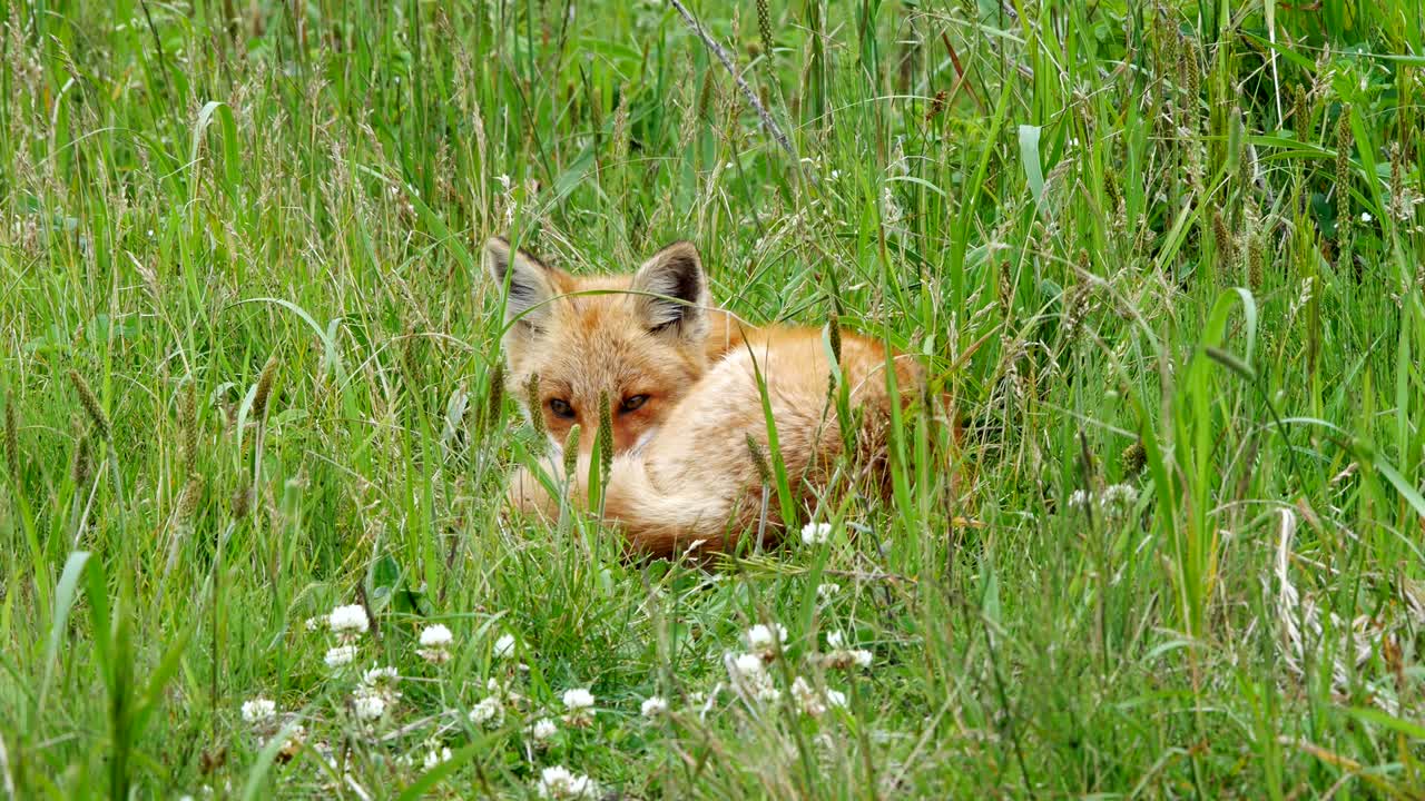 Red fox kits (Ezo red fox)