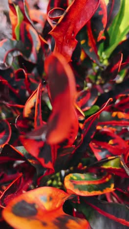 Colorful Croton Plant