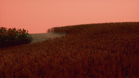 campo de trigo dorado en el paisaje del atardecer