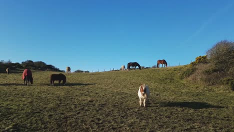 Horses-And-Ponies-Graze-In-The-Enclosure-At-Holy-Island,-Anglesey,-Wales