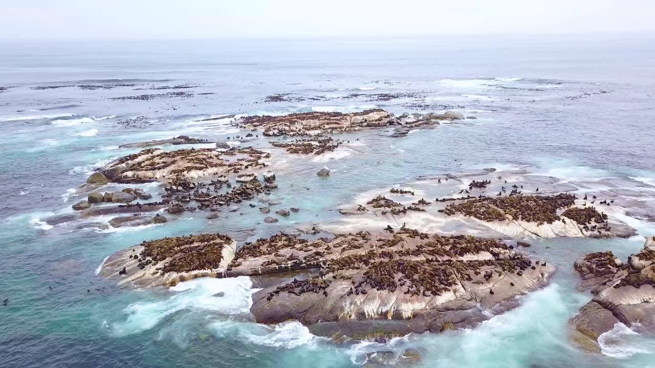 antena de drones sobre una enorme colonia de focas en una pequeña isla frente a la costa de sudáfrica