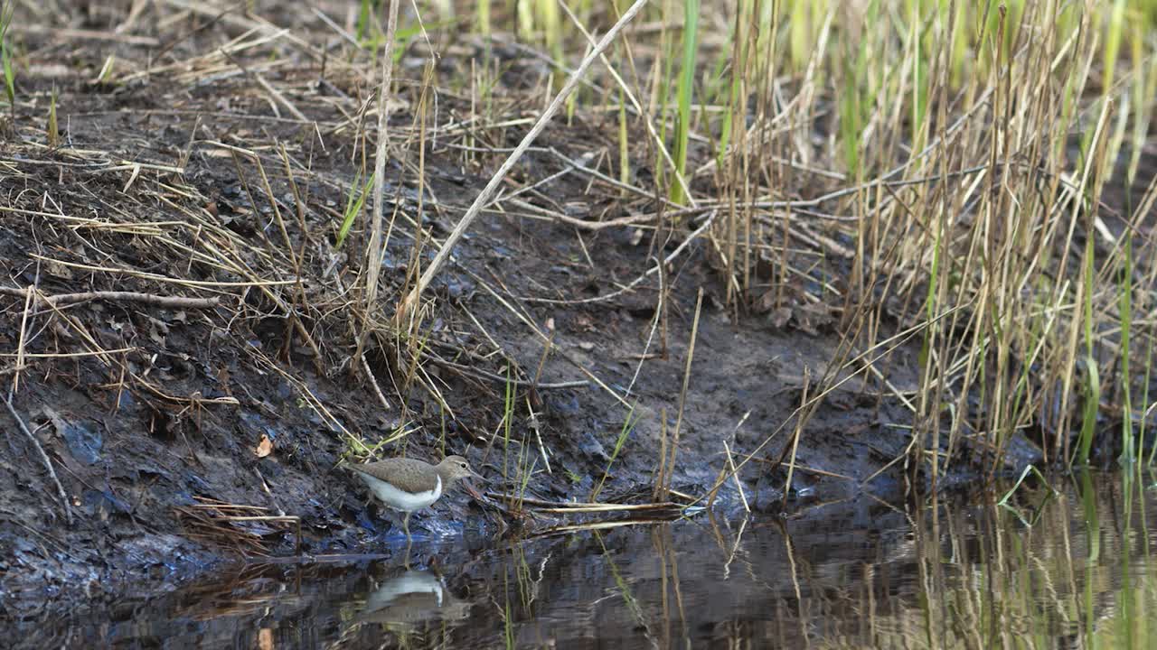 Almindelig mudderklire leder efter føde i mudderet ved flodbredden om foråret