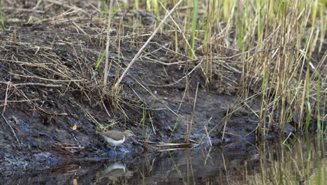 La-Lavandera-Común-Está-Buscando-Comida-En-El-Barro-De-La-Orilla-Del-Río-En-Primavera