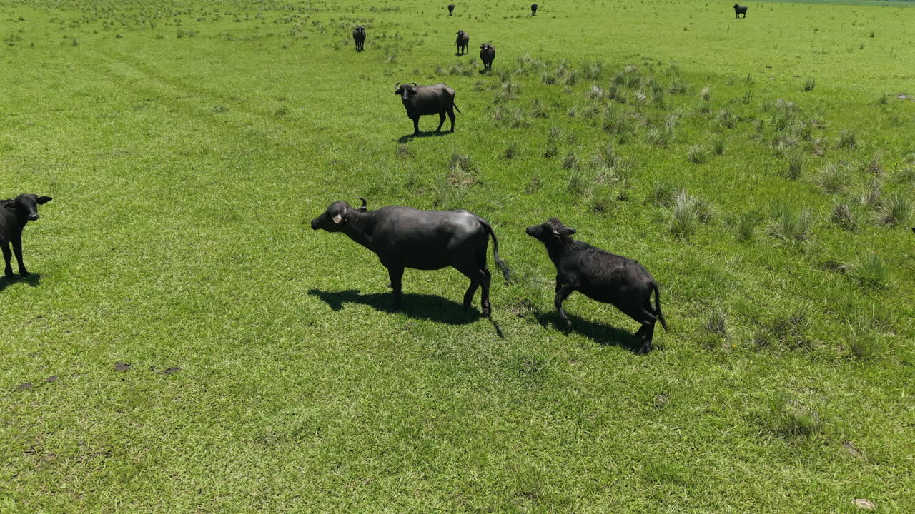 воздушный дрон приближает стадо буйволов, буйволов в зеленом поле.