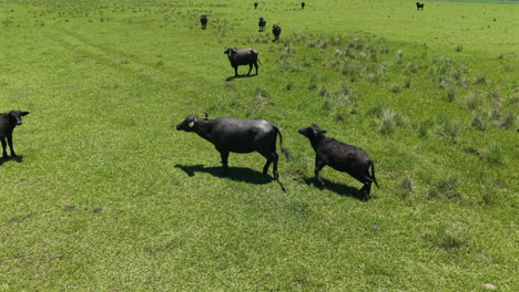 drone aéreo zoom en vista de la manada de búfalos, búfalos en un campo verde.
