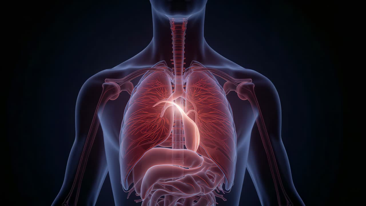 Rendering in 3D animato del busto frontale, evidenziazione che si sposta tra trachea e stomaco a scopo didattico