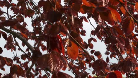 footage of bright red leaves of a copper beech in the morning sunlight during springtime