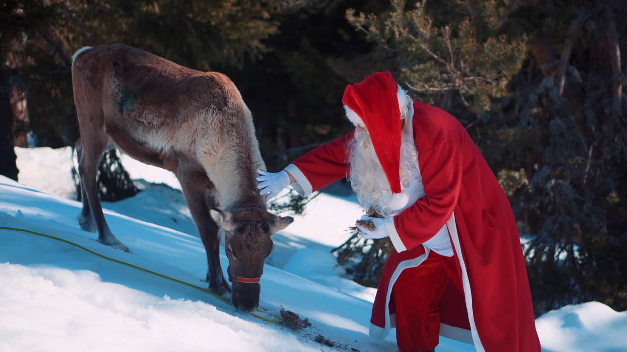 산타는 순록 옆에 눈으로 덮인 중간 숲에 서 있습니다.