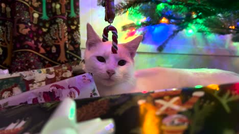 cat relaxes under a christmas tree