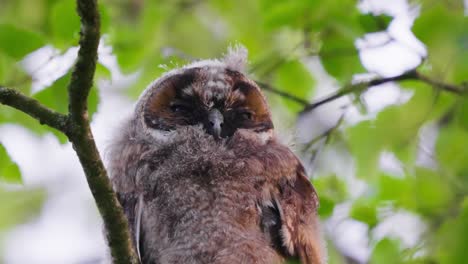 young european scops owl sitting on a branch at sunset -close-up