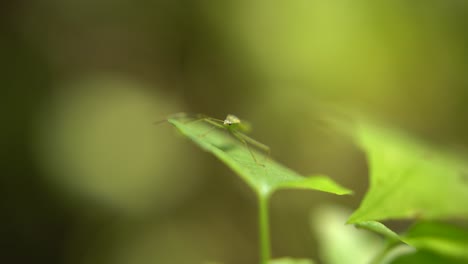 an insects sits on a leaf