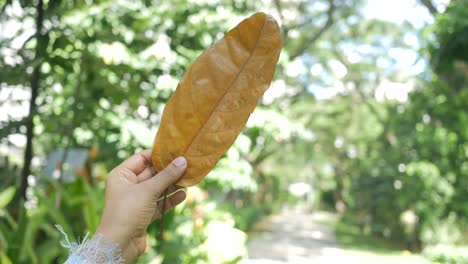 hand holding a dry leaf in a garden