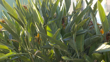 time-lapse motion of sun-dappled shadows across lush bed of greenery during early morning hours