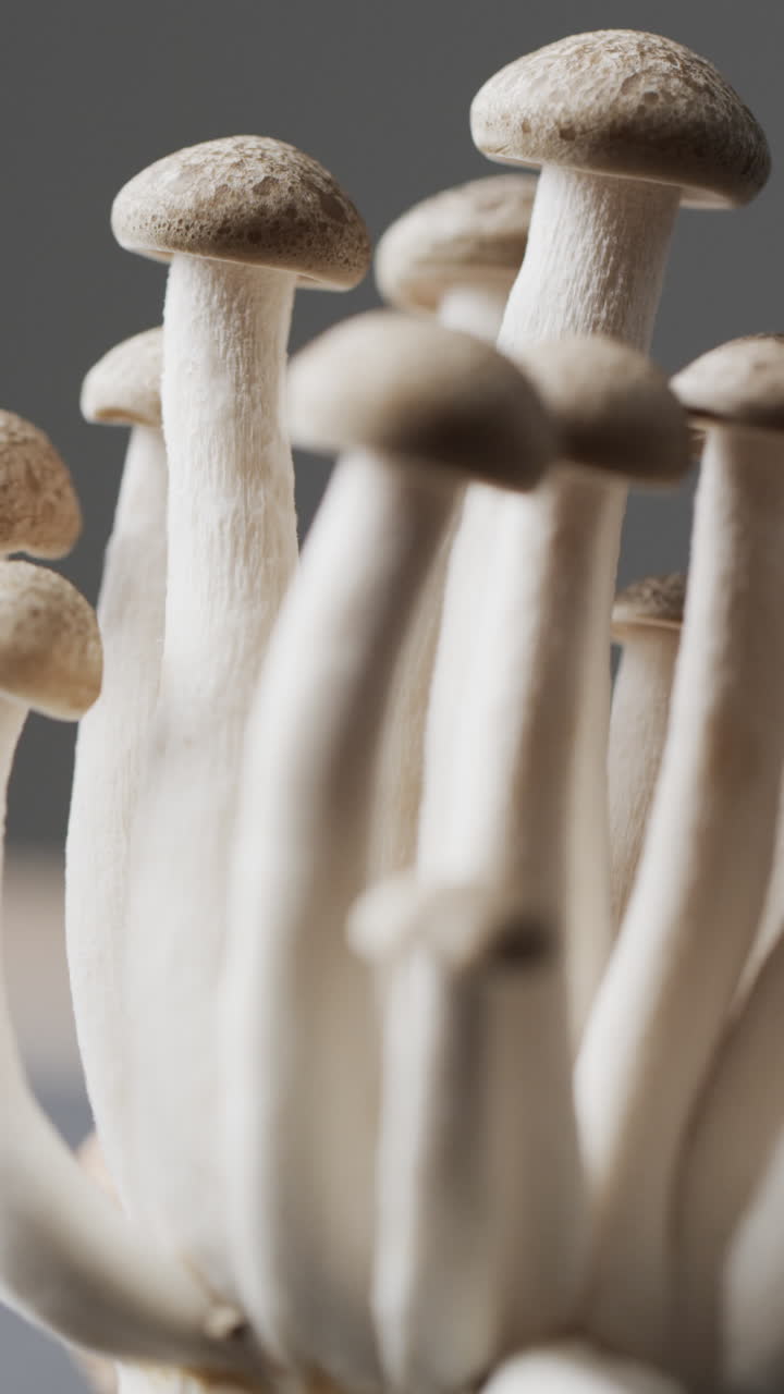Micro vertical video close up of mushrooms on grey background