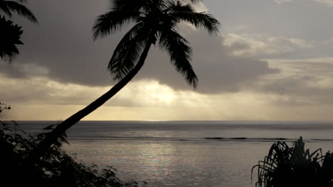 static shot of a palm tree and beach paradise with a butterfly flying across the scene during the evening