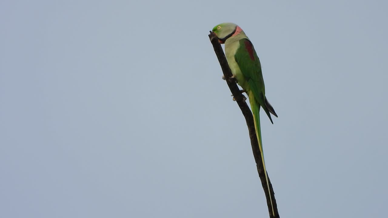 나무 uhd mp4 4k 비디오의 앵무새.