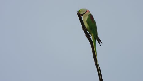 parrot in tree uhd mp4 4k video.