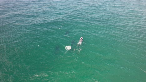 Humpback-Whales-Pod-Swimming-In-Idyllic-Seascape-In-NSW,-Australia---aerial-shot