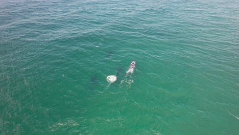 un grupo de ballenas jorobadas nadando en un paisaje marino idílico en nsw, australia - fotografía aérea