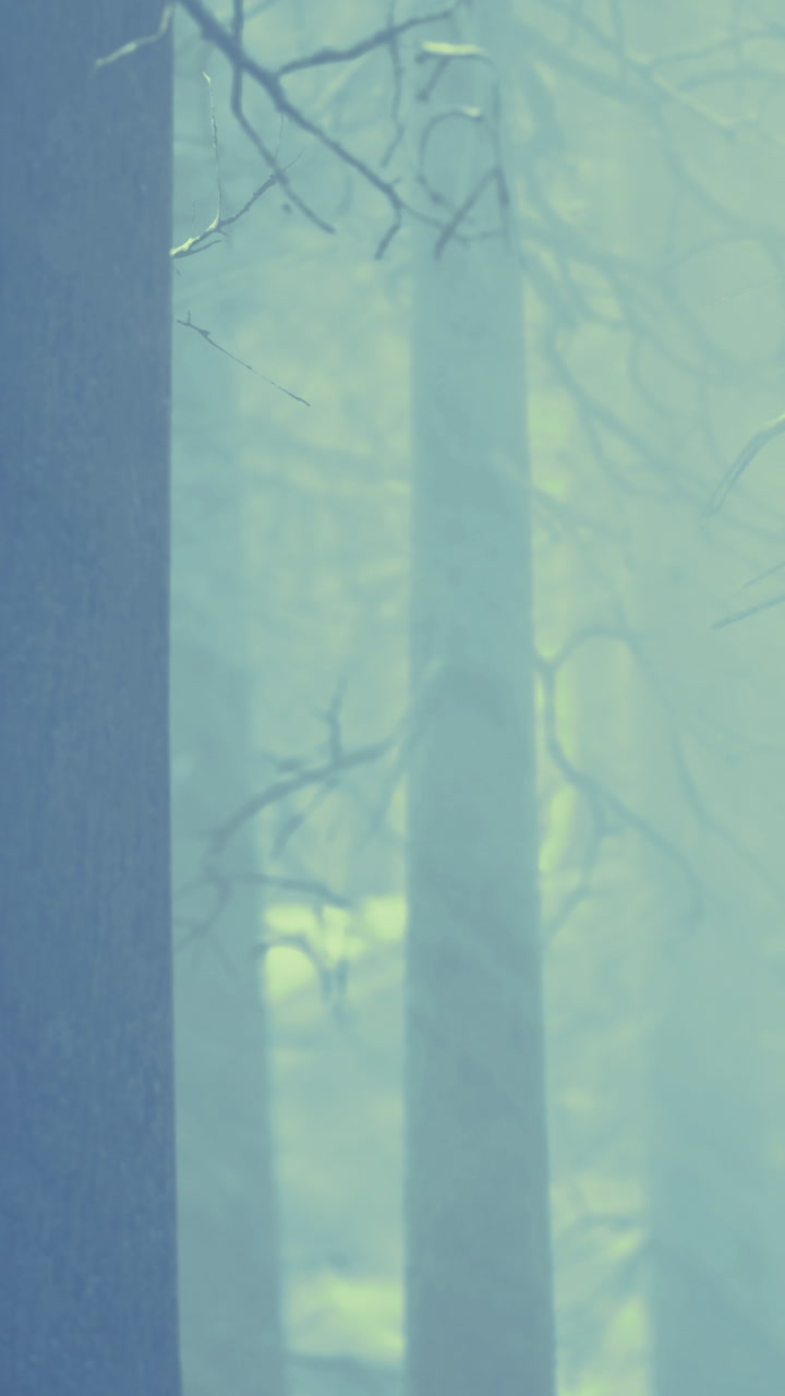 Tree in a snowy forest during winter season