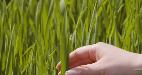 Agriculture-Woman-Hand-Touching-Wheat-Crops-At-Farm-3