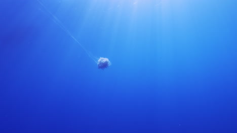 a jellyfish with very long tentacles glides slowly in the ocean current under the sun rays piercing the water surface