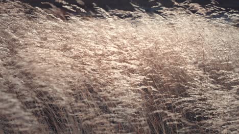 the wind is running waves on the field of the dry grass